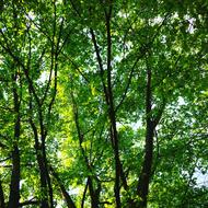 green magnificent trees