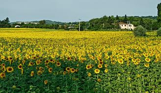 Sunflowers Landscape