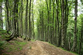 Spain Santiago Path Road