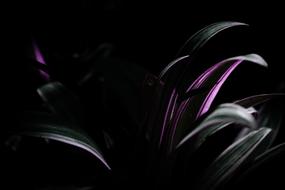 black leaves in purple