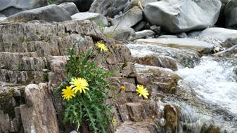 Water River Flower On The