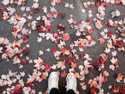 feet in yellow leaves on the pavement