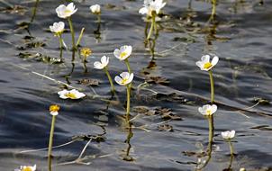 Buttercup flowers in Water