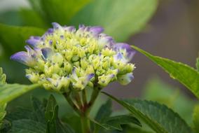 Hydrangea Purple Flower