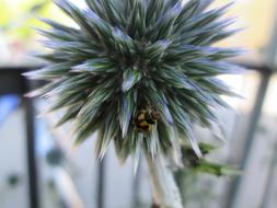 black yellow beetle on a flower