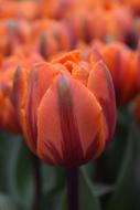 closed tulip buds