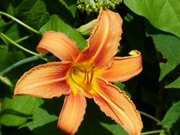 Flower Blossom Bloom