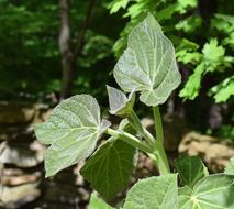 New Paulownia Leaves