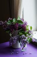 Purple Flower Bloom