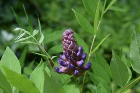Wisteria Bud Flower