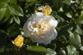 flower bud in spring