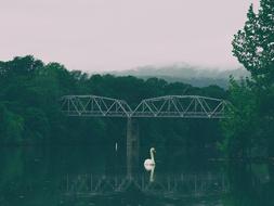 swan in lake and bridge scenery