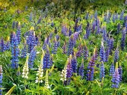 Lupins Field Meadow