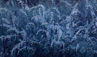 Grass Night Flowering