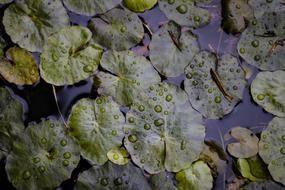 Green Leaf Plant