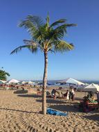 Beach Palm Trees Bali