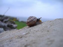 Snail Climbing on Rock