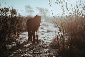 Horse Animal Outdoor