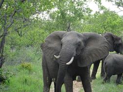 South Africa Malamala Elephant