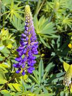 Lupin Violet Summer