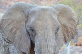 Elephant in Namibia Nature