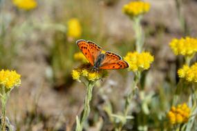 Flower Nature Butterfly