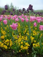 Tulip Flower Spring