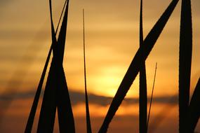 Sunset Sundown Grass