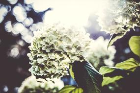 Flowers Petals Bloom