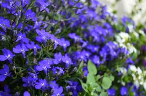 Flowers Blue