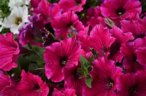 Petunia Flower Handsomely
