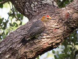 Bird Colorful Woodpecker