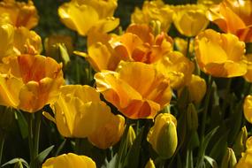 Tulips Flower Detail