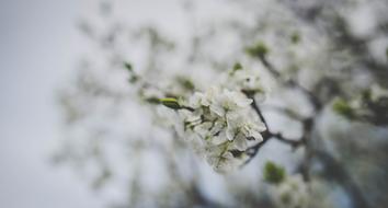 White Flower Bloom