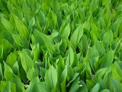 green sprouts beautifully