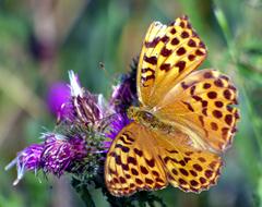 Butterfly Flower Nature
