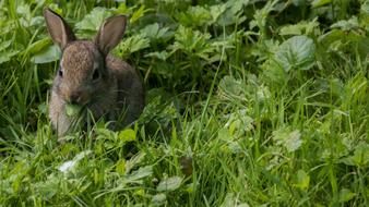 Rabbit Meadow grass