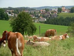Cow Landscape