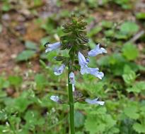 Wild Penstemon Flower Blossom