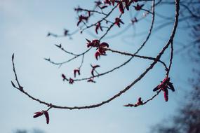 branch with sprouts against the sky