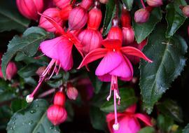 Fuchsia Summer Flower Blossom