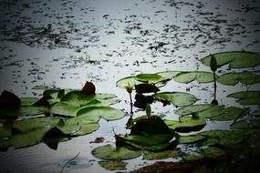 Water Lily Lilies