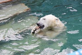 Bear Lunch Predator