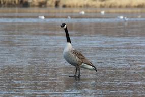 Canada Goose The Birds Nature