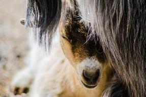 the fluffy goat hid
