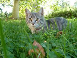 Cat Meadow Domestic