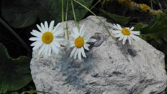 Chamomile Summer flowers on rock