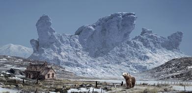 Landscape Bear Nature