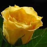 Rose Yellow Flower