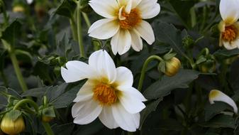 Flowers Summer Garden